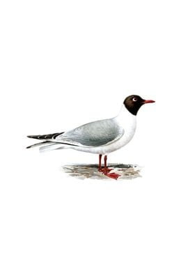 Black Headed Gull Bird