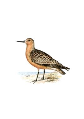 Vintage Red Knot Bird