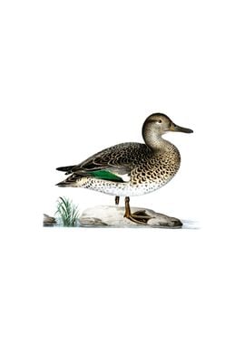 Vintage Eurasian Teal Duck