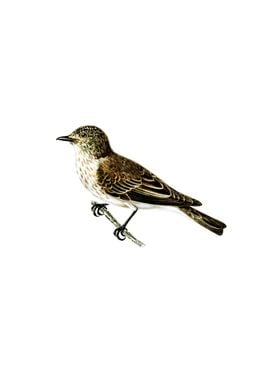 Spotted Flycatcher Bird