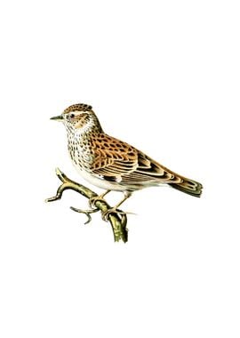 Vintage Woodlark Bird