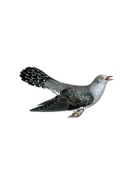 Common Cuckoo Bird