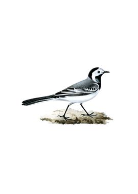 Vintage White Wagtail Bird