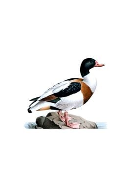 Vintage Common Shelduck