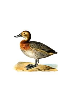 Common Pochard Duck Bird