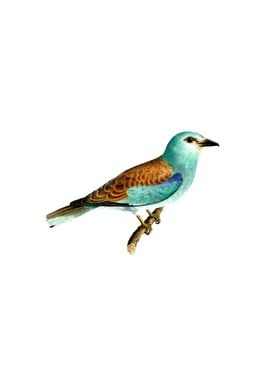 European Roller Bird