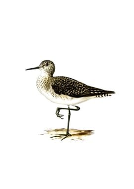 Vintage Wood Sandpiper