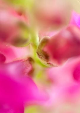 Macro of flowers