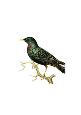 Vintage European Starling