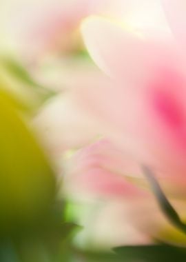 Macro of flowers