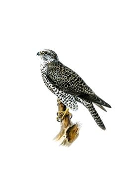 Vintage Gyrfalcon Bird