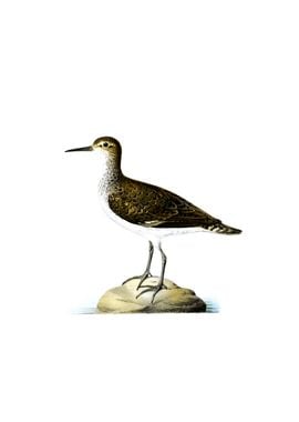 Vintage Sandpiper Bird