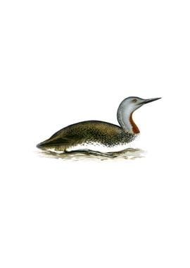 Red Throated Loon Bird