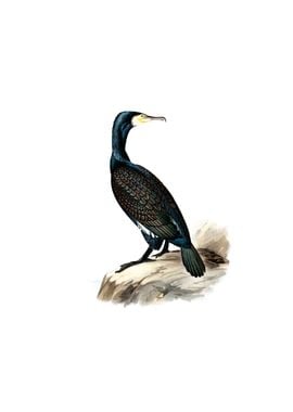 Great Cormorant Bird