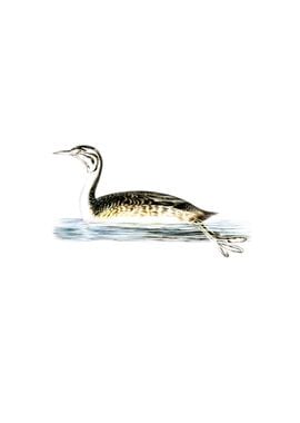 Great Crested Grebe Bird