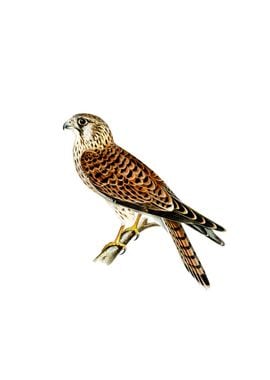 Common Kestrel Falcon Bird