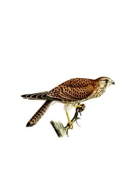 Common Kestrel Bird