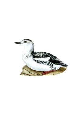 Black Guillemot Bird