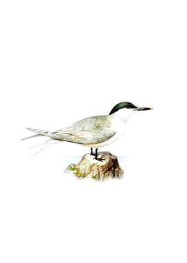 Vintage Sandwich Tern Bird