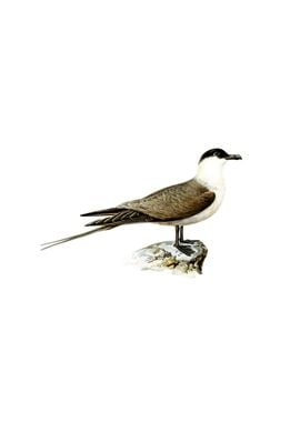 Long Tailed Jaeger Bird