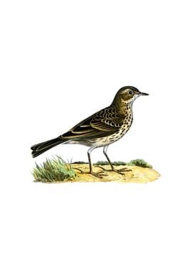 Vintage Meadow Pipit Bird