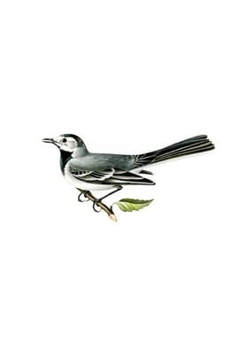 Vintage Pied Wagtail Bird