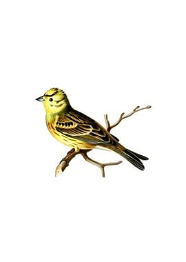 Vintage Yellowhammer Bird