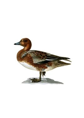 Eurasian Wigeon Bird