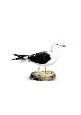 Lesser Black Backed Gull