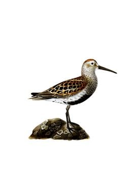 Vintage Dunlin Bird