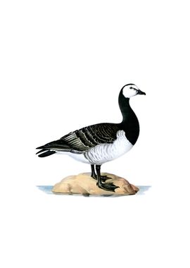 Barnacle Goose Bird