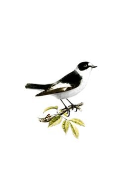 Collared Flycatcher Bird