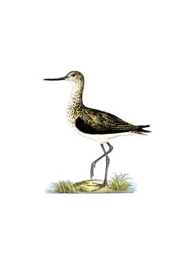 Vintage Greenshank Bird