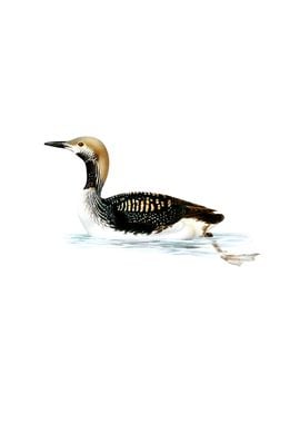 Black Throated Loon Bird