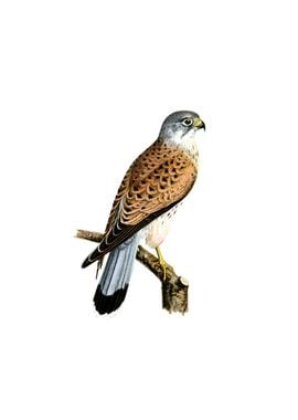 Common Kestrel Falcon Bird