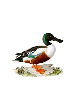 Vintage Cinnamon Teal Duck