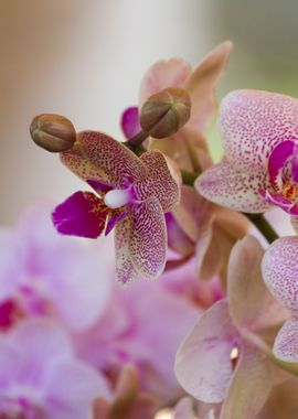 orchid in the garden