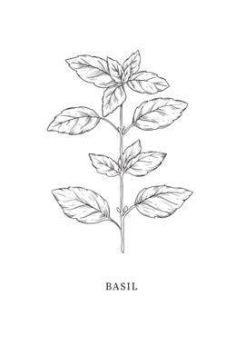 Basil Herb Art