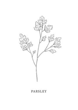 Parsley Herb Art