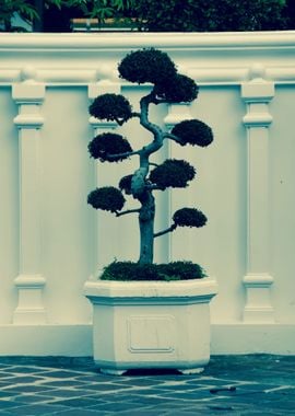 Bonsai Curated 