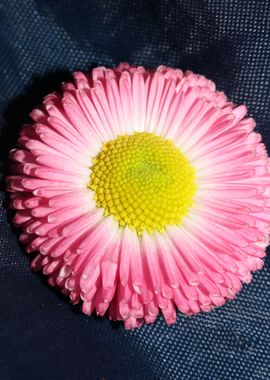 Bellis perennis L flower