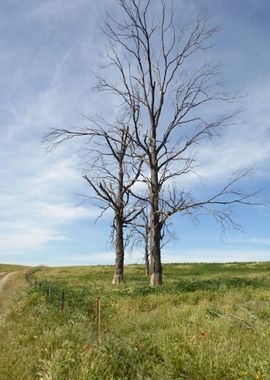 Old bony tree 02