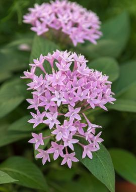 flower in bloom in the gar