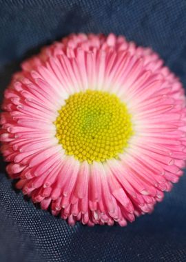 Bellis perennis Compositae