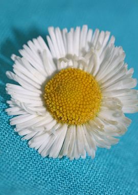 Bellis perennis Compositae