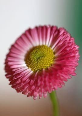 Bellis perennis Compositae