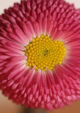 Bellis perennis Compositae