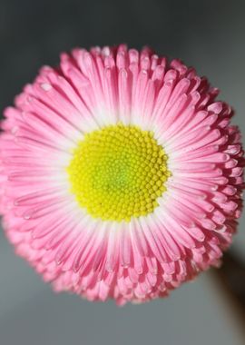 Bellis perennis Compositae