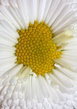 Bellis perennis Compositae