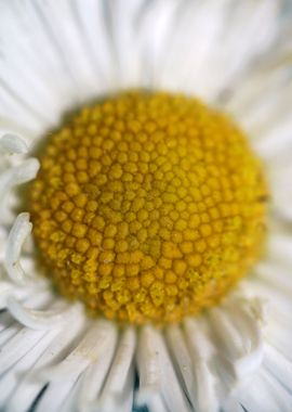 Bellis perennis Compositae